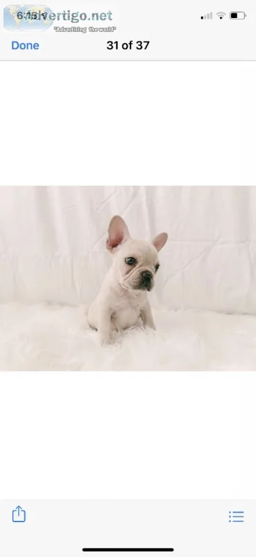 Akc French Bulldog Puppies