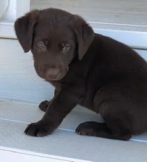 AKC Chocolate and Yellow Lab Puppies