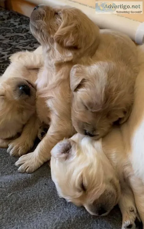 CKC Labradoodle Puppies
