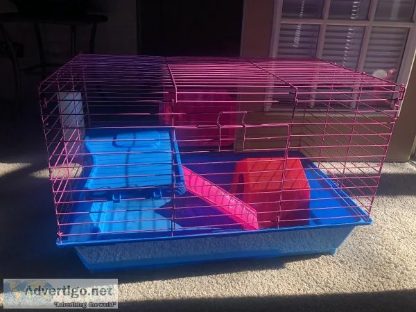 Guinea pigs