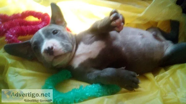 American Bully