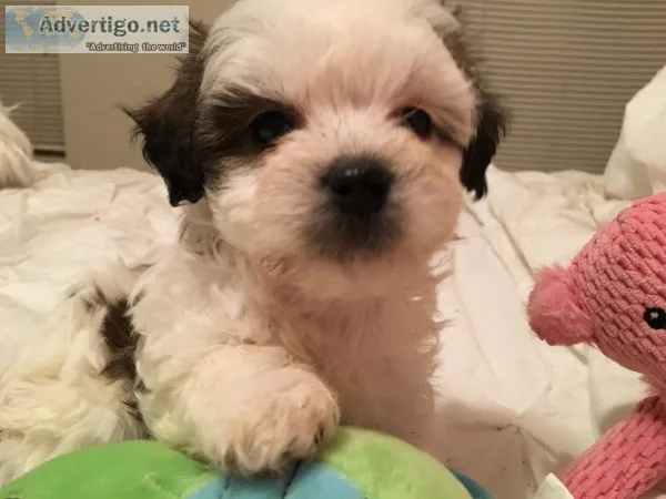 Beautiful 6 week old Hava Apso