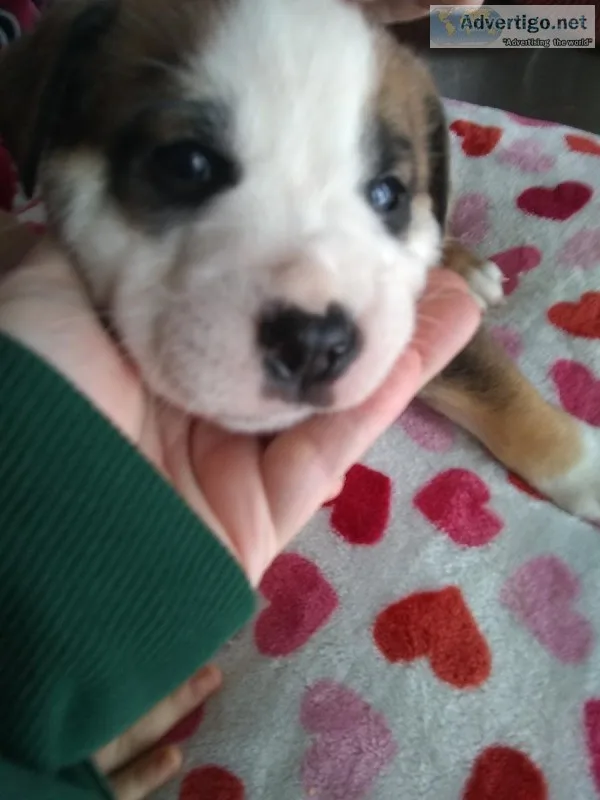 Beautiful mixed English bulldog puppies with Siberian husky.