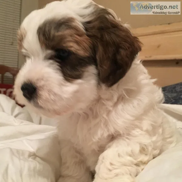 Anson six week old male Hava Apso