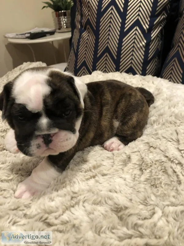 Purebred English Bulldogs for Sale