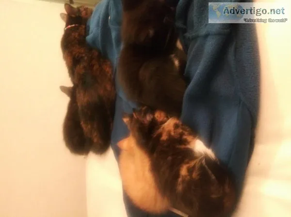 ATTENTION Free 4 kittens with cat