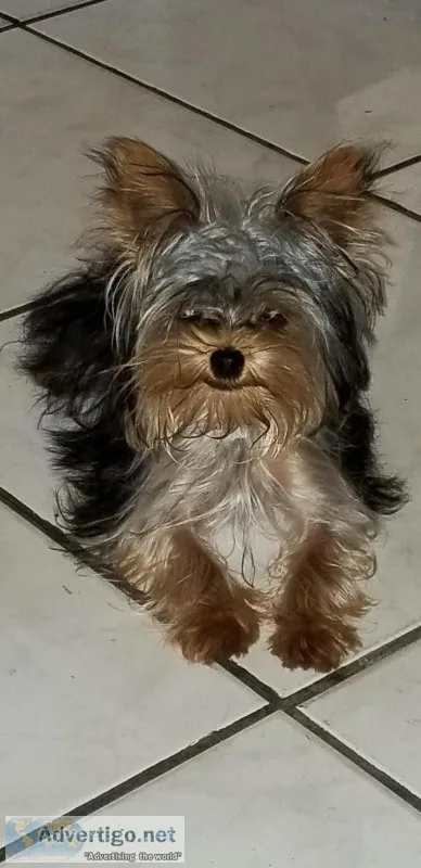 Yorkshire Terrier (Yorkie) Blk and Tan
