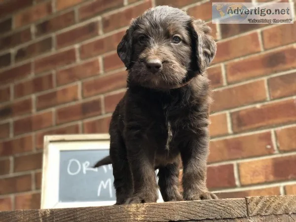 Labradoodle Puppies