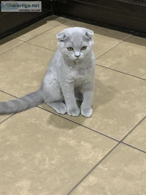 Grey Scottish Fold female kitten