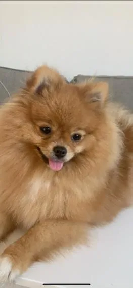 Amazing Pomeranian puppies