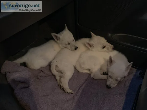 German Shepherd puppies