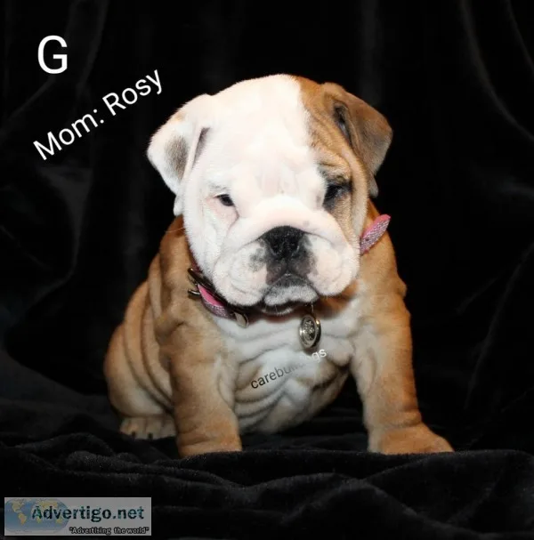 English Bulldog Girls