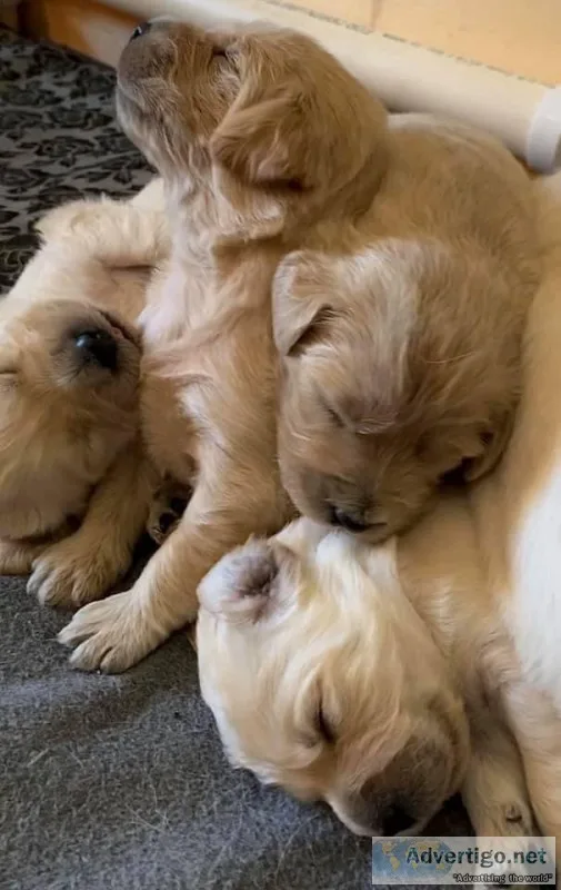 CKC Registered Labradoodle Puppies