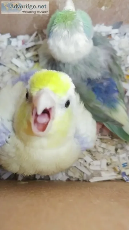Parrotlet breeding pair
