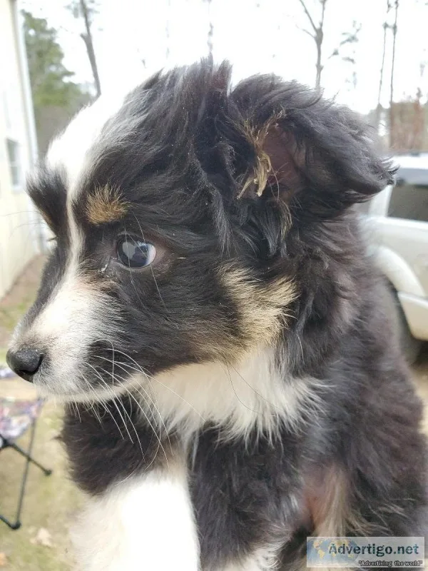female toy aussie