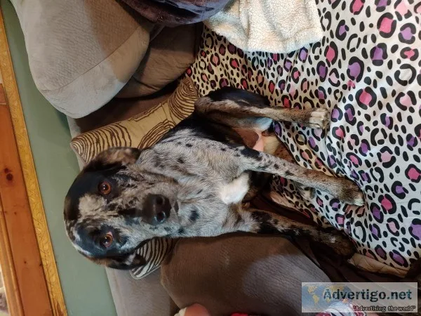 Rehoming Aussie mix
