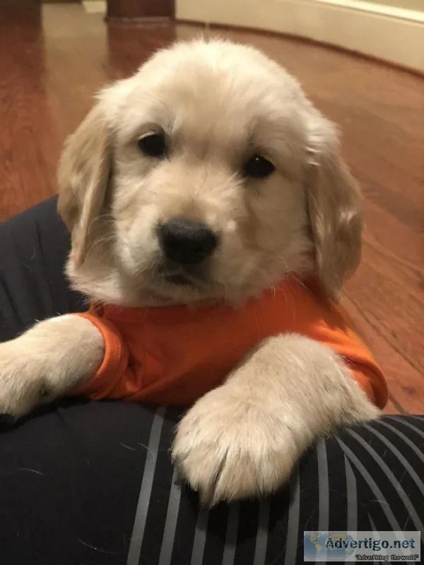 AKC Golden Retriever Male