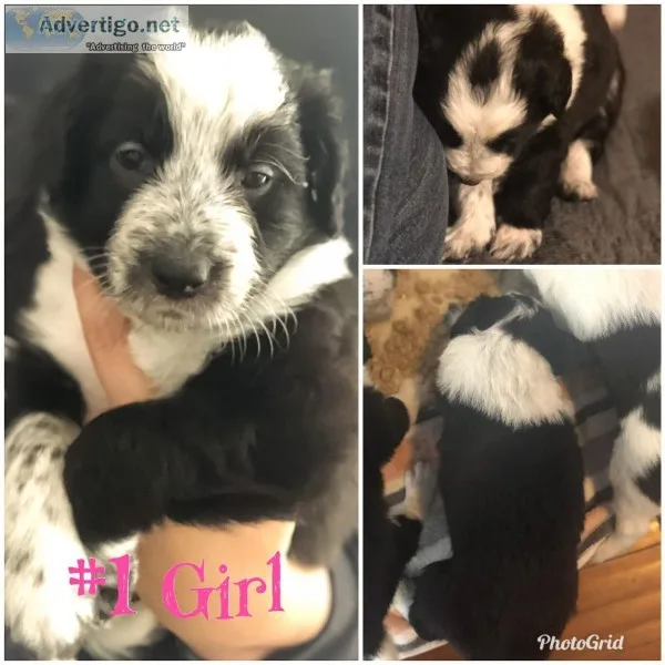 Border collie puppies