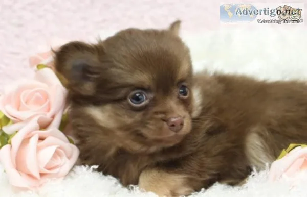 Super cute small Pomeranian girl
