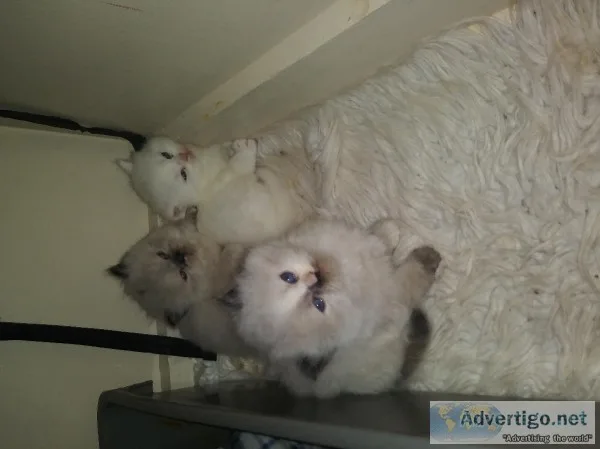 Himalayan kitten