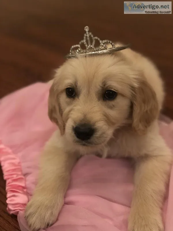 AKC Golden Retriever Female