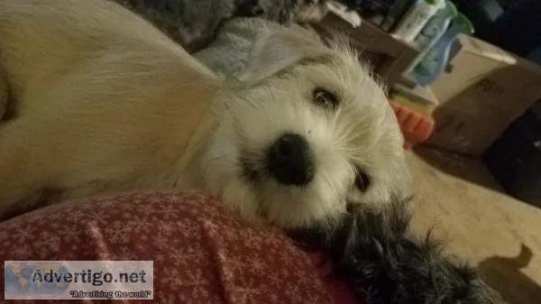 Mini Schnauzer puppy