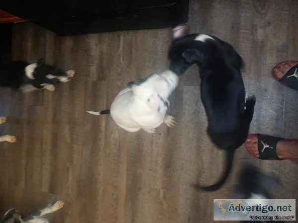 Pit puppies