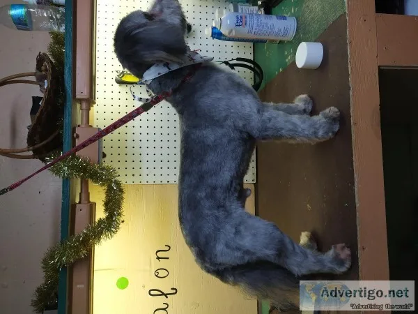 Grooming dog s