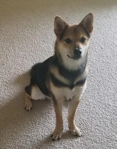 1 yr old Shiba