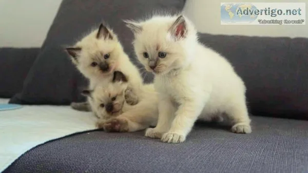White ragdoll kittens