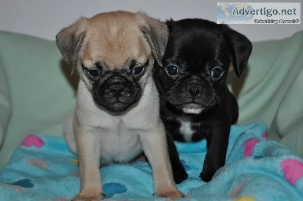 Flat faced pug puppy s