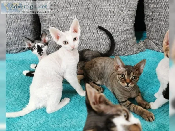 Charming devon rex purebreds