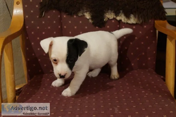 Purebred jack russell terrier puppy