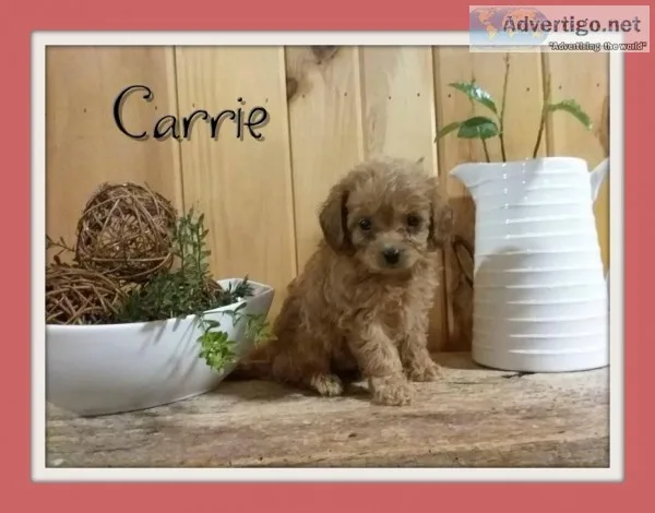 Carrie Female Cavapoo