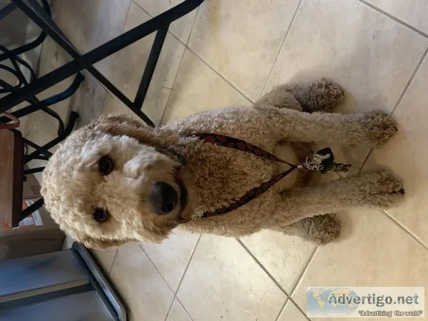 LOST GOLDENDOODLE