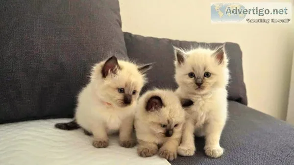 White ragdoll kittens