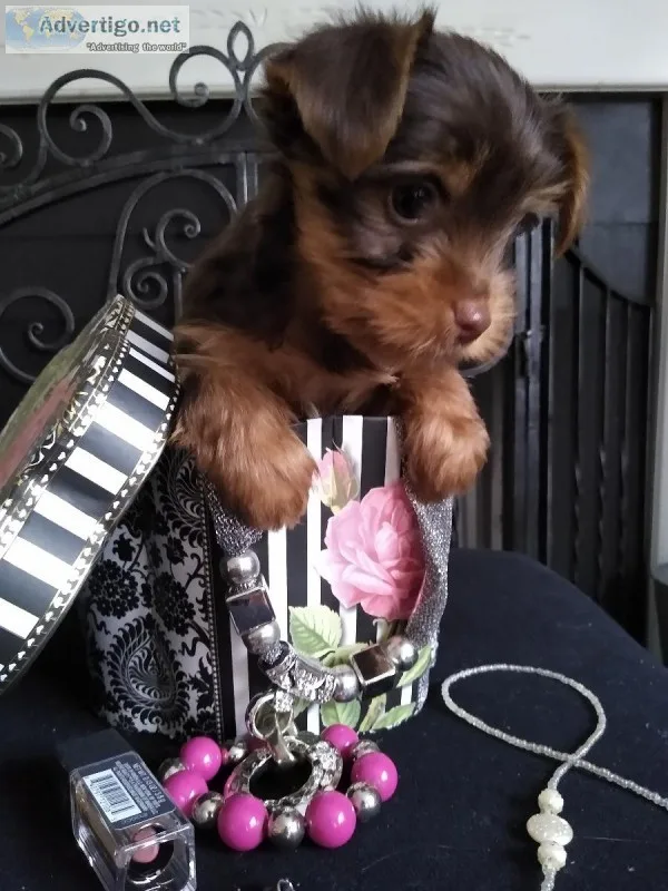 Mini Biewer Yorkies