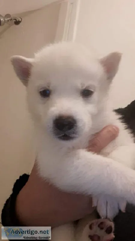 Siberian husky puppy