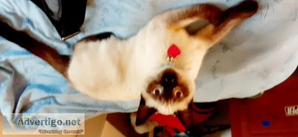 Siamese kitten