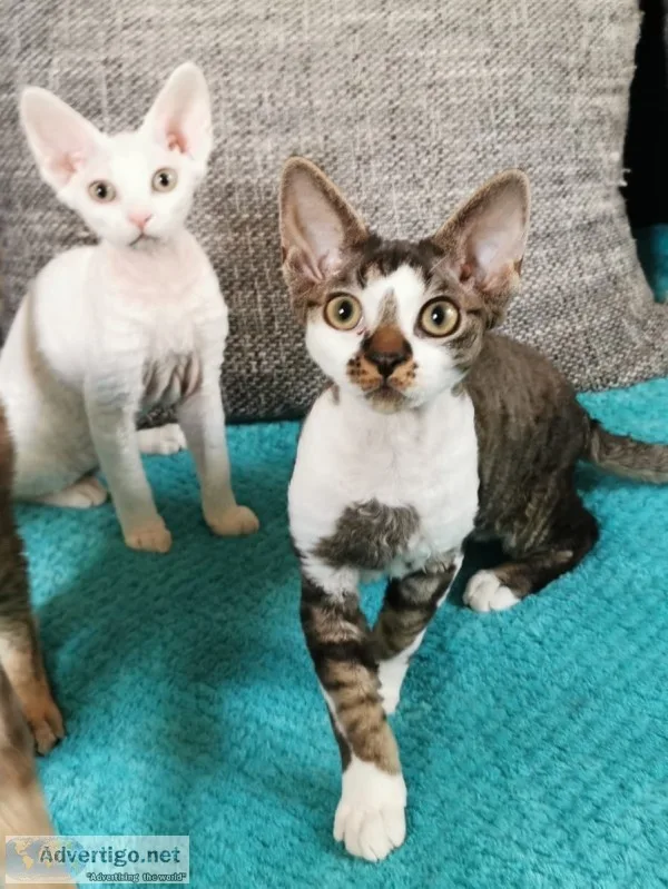 Charming devon rex purebreds