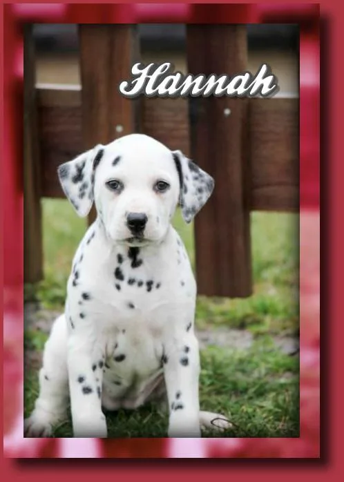 Hannah Female Dalmatian