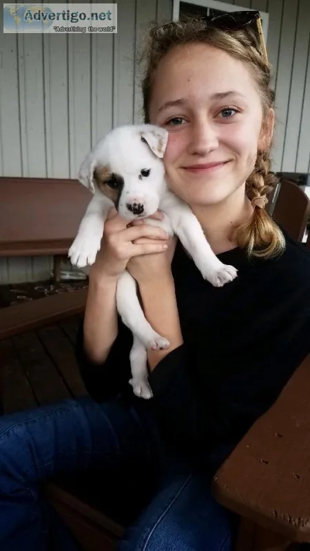 Cutest puppies