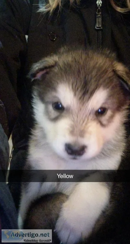 Alaskan Malamute Puppies