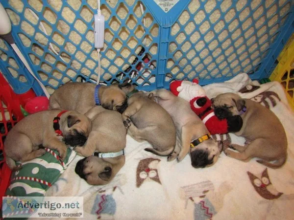 PUG PUPPIES FOR SALE (650)