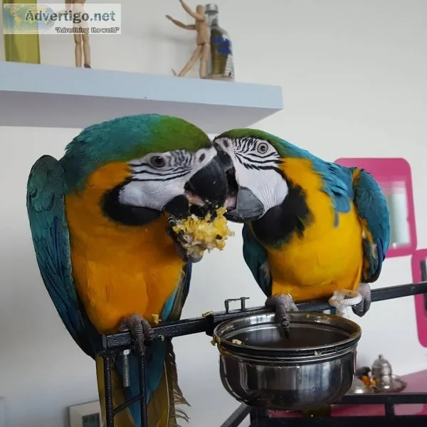 Talking macaw parrots
