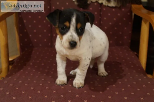Purebred jack russell terrier puppy