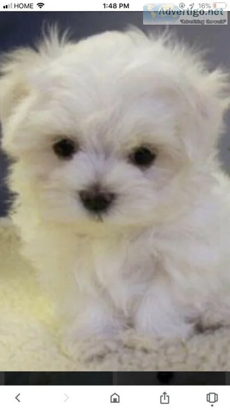 MALTESE PUPPY LOOKING FOR NEW HOMES