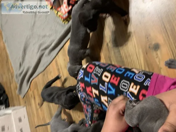 Registered Great Dane puppies