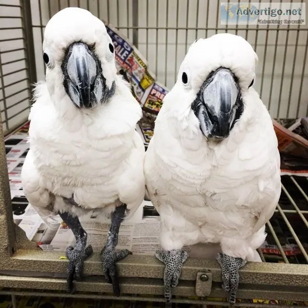 Jamie and Tammy Cockatoo Parrots