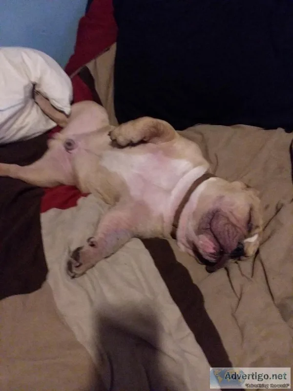 American Bully Puppy (male)